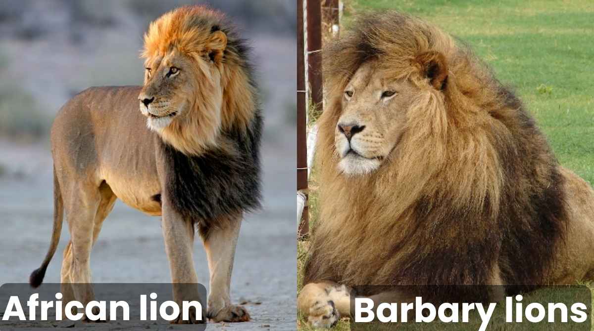 African Lion vs. Barbary Lion