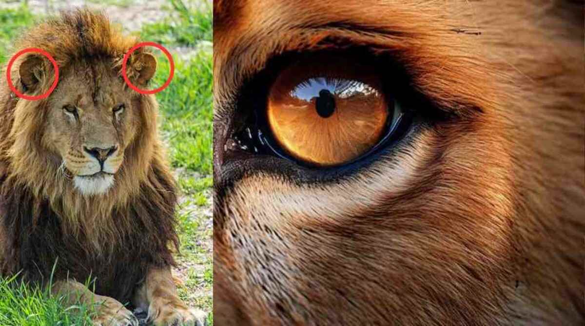 African Lion vs Barbary Lion