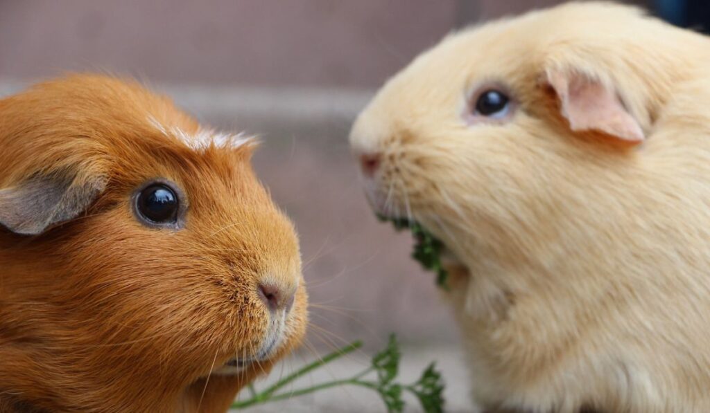 American Satin Guinea Pigs with smooth, glossy coats, one in a warm brown shade and the other in a soft cream color, enjoying fresh greens.