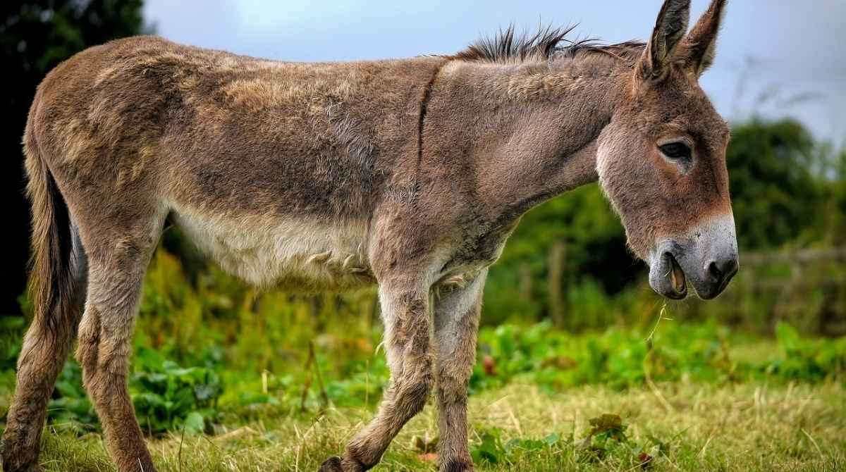 Are Donkeys Related to Horses