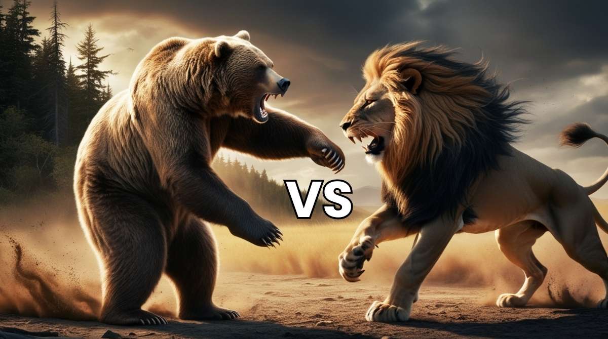 Bear vs Lion