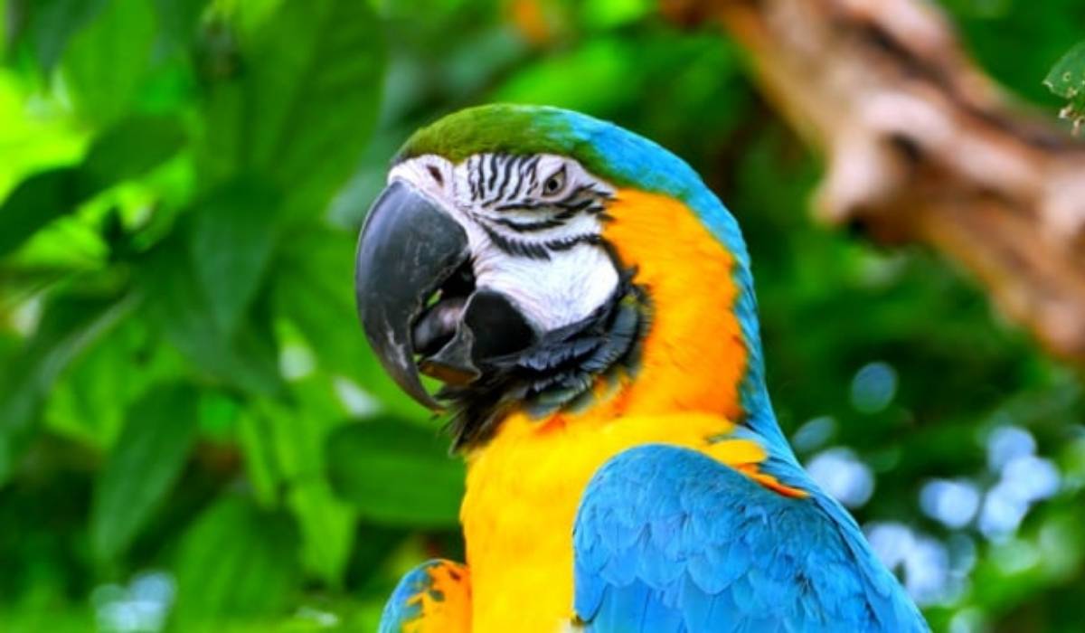 Blue-and-Yellow Macaw: A Vibrant and Intelligent Parrot Species