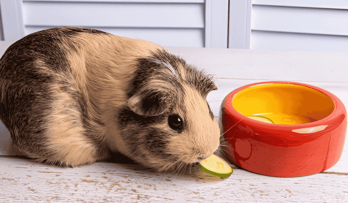 American Satin Guinea Pig eating a slice of cucumber next to a red food bowl on a wooden surface.