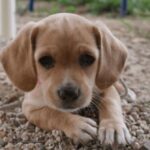 Cavador Dog Breed Complete Guide for Beginners