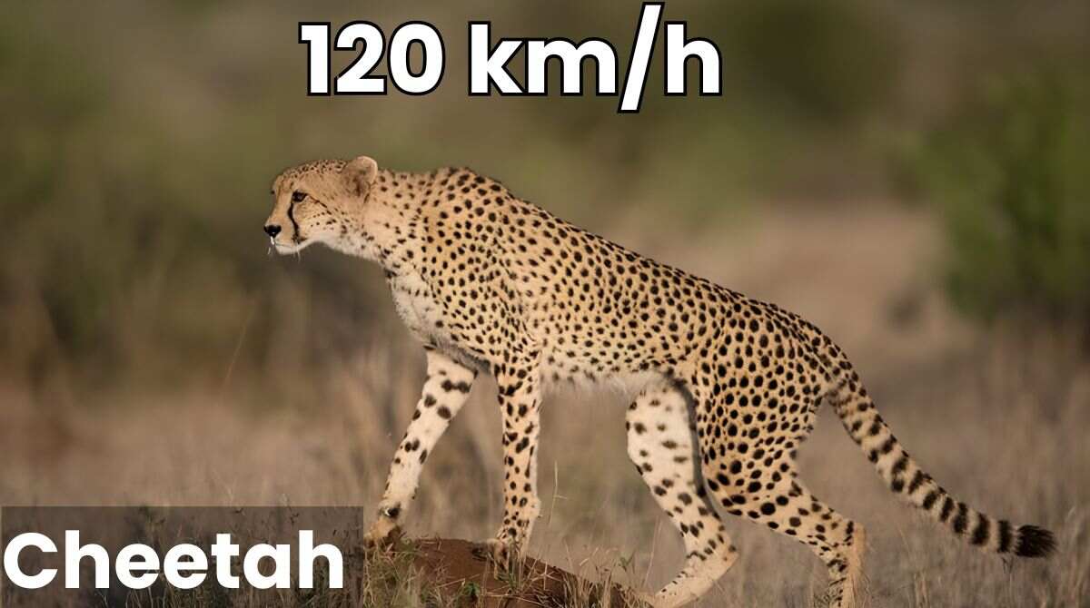 Cheetah Build, Size, and Body Shape