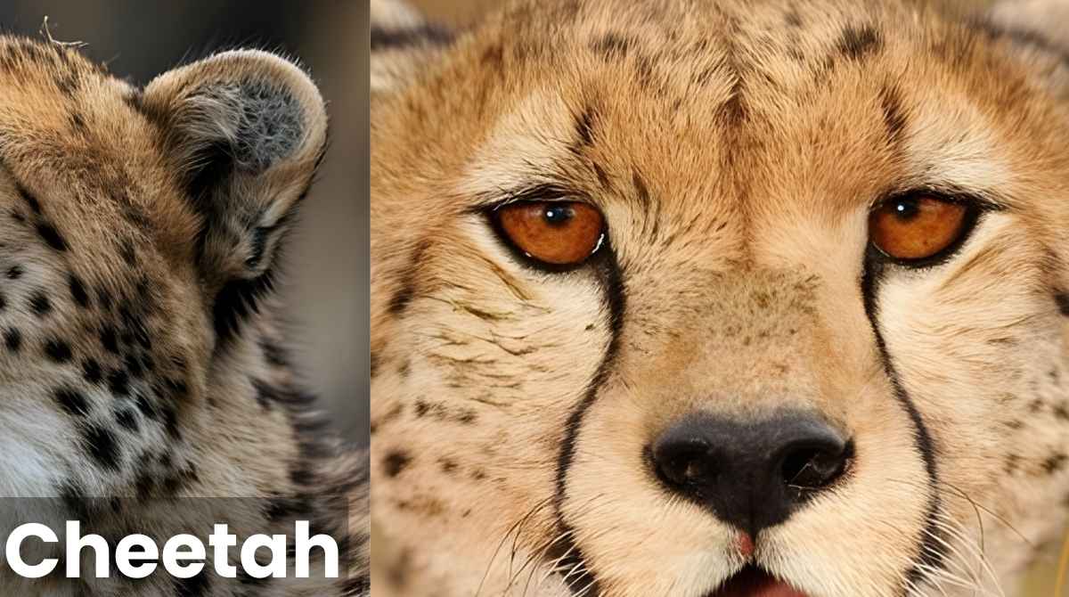 Cheetah Eyes and Ears