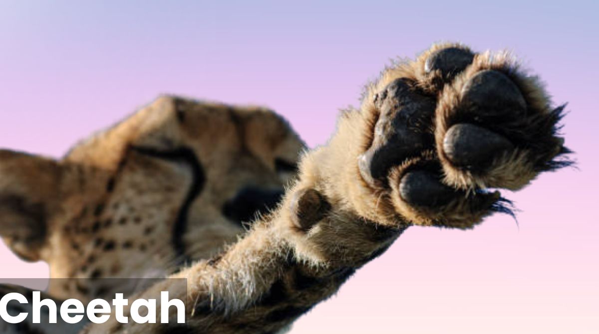 Cheetah Feet and Claws