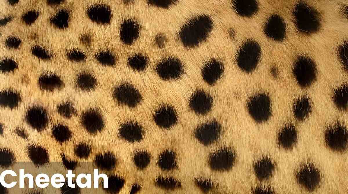 Cheetah Fur Coat and Spots