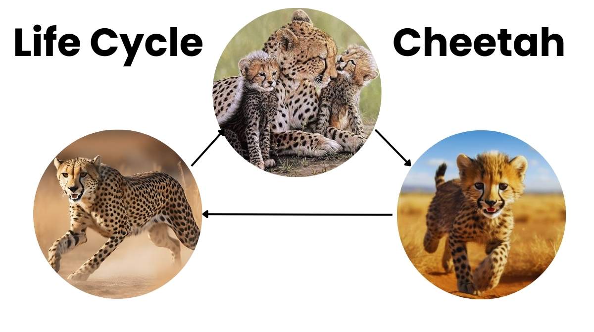 Cheetah Life Cycle