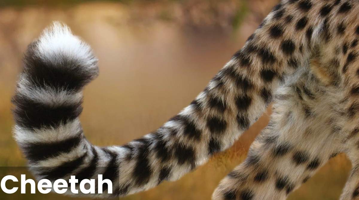 Cheetah Tail