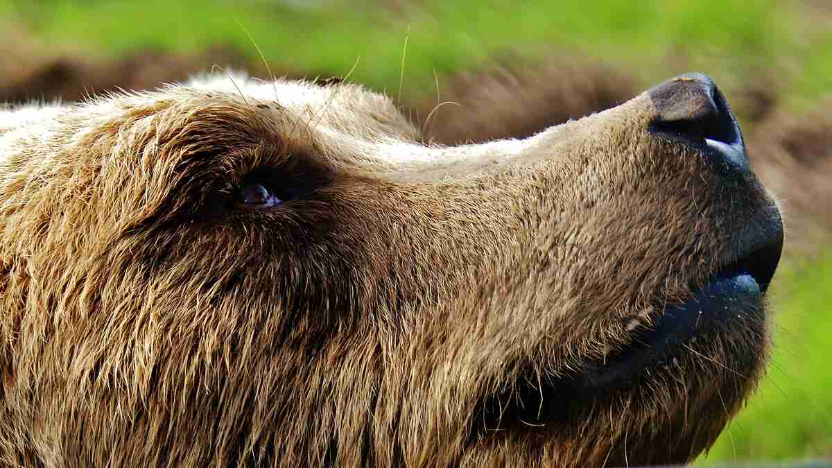 Bear's Face and Head