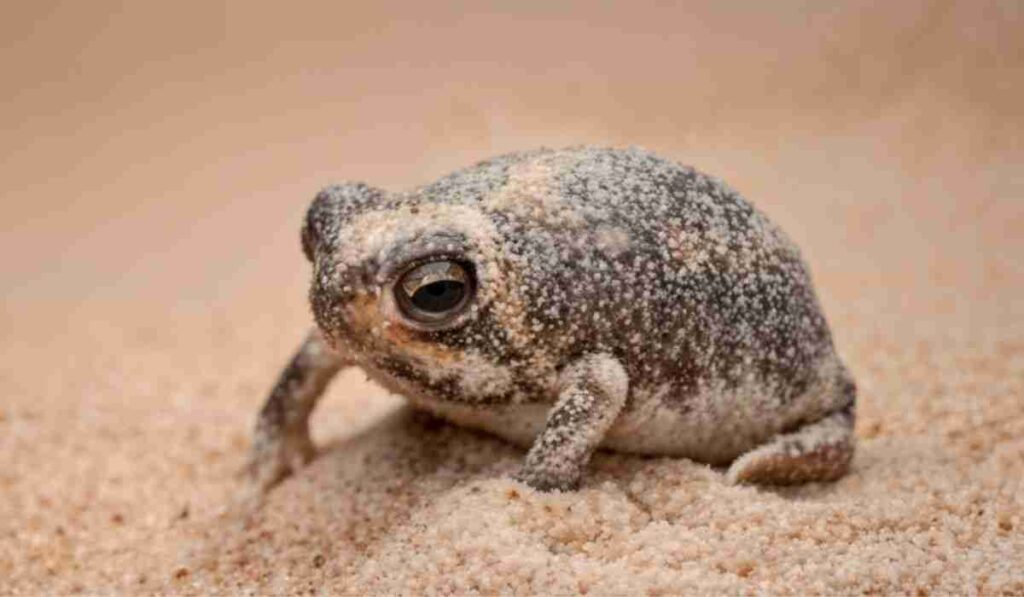 Desert Rain Frog