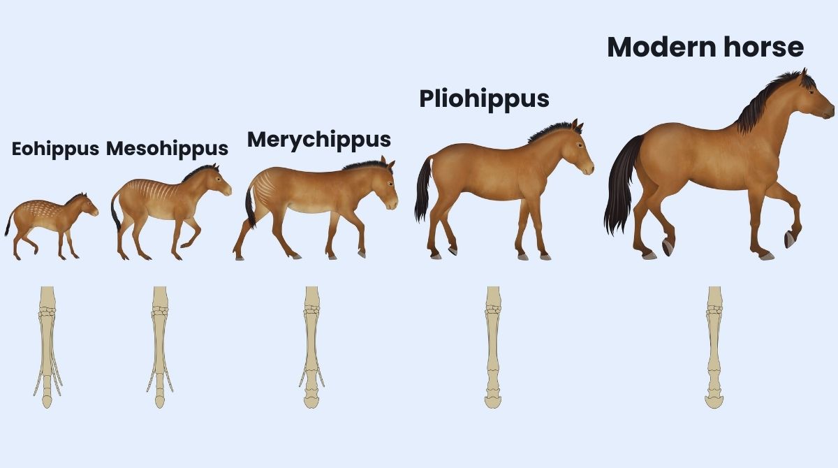 Evolution of Horses From Eohippus to Modern Equines