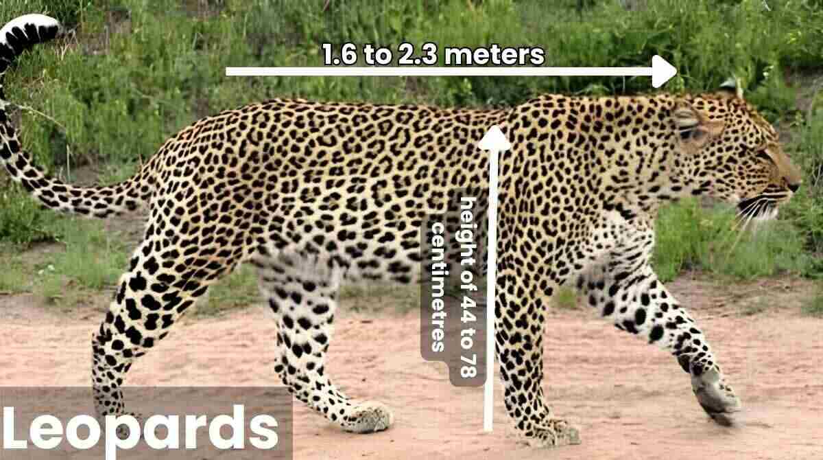 Leopard Build, Size, and Body Shape 