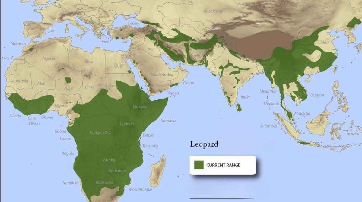 Leopard Diet and Feeding Patterns