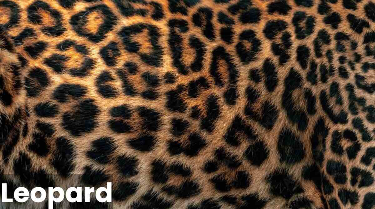 Leopard Fur Coat and Spots