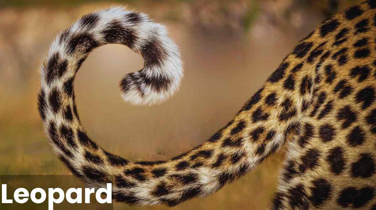 Leopard Tail