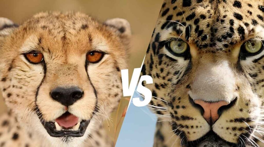 Leopard vs Cheetah