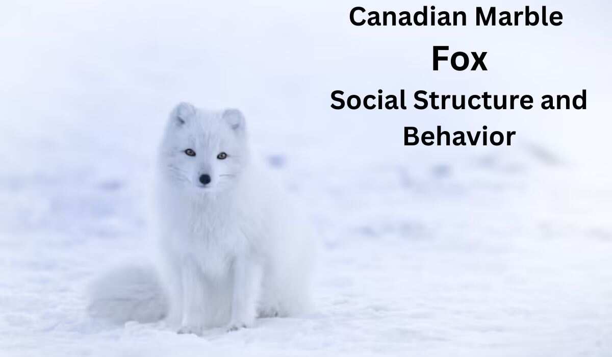 Canadian Marble Fox