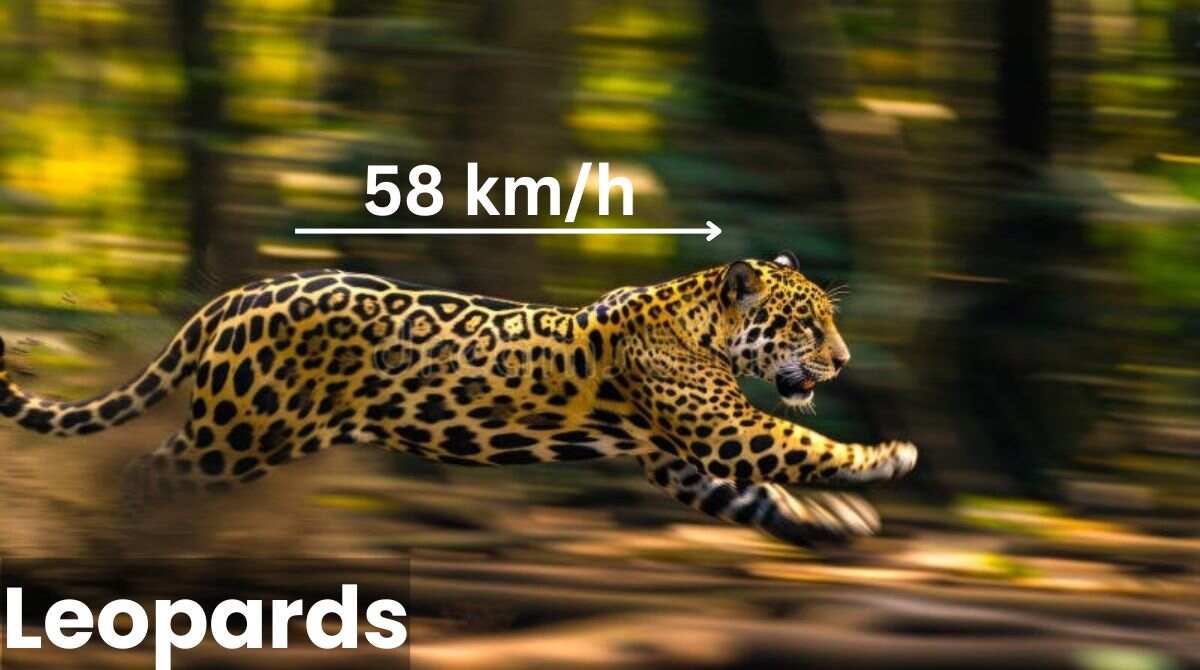 Speed and Agility of Leopards