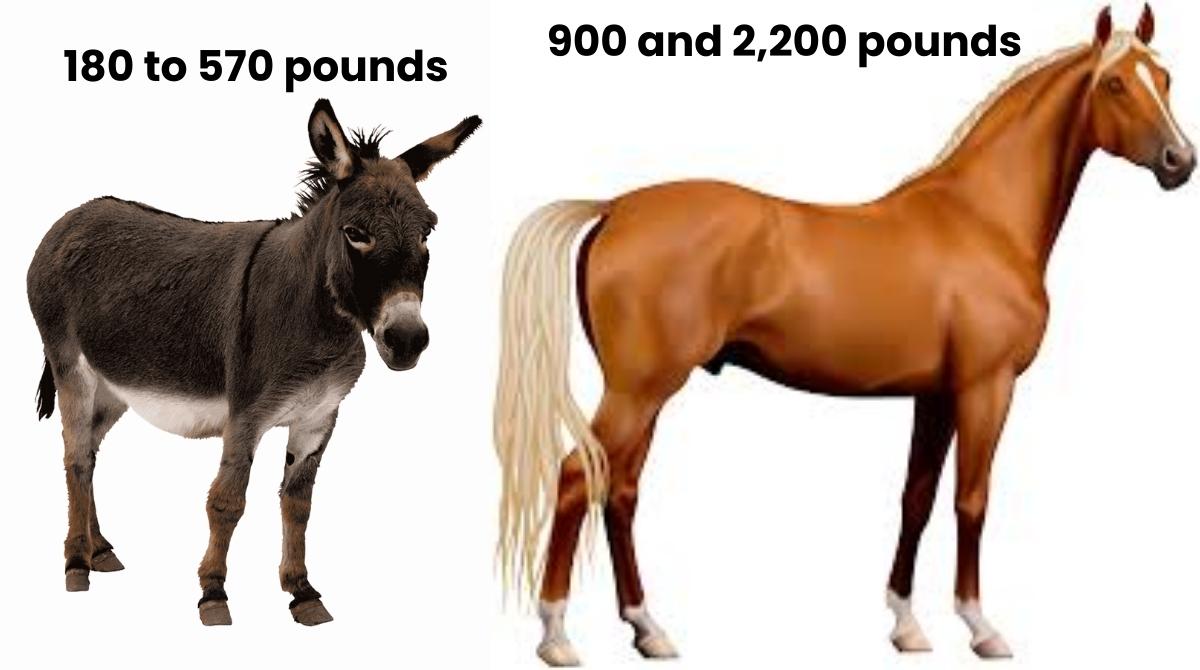 The Size & Build Comparison Donkey vs. Horse