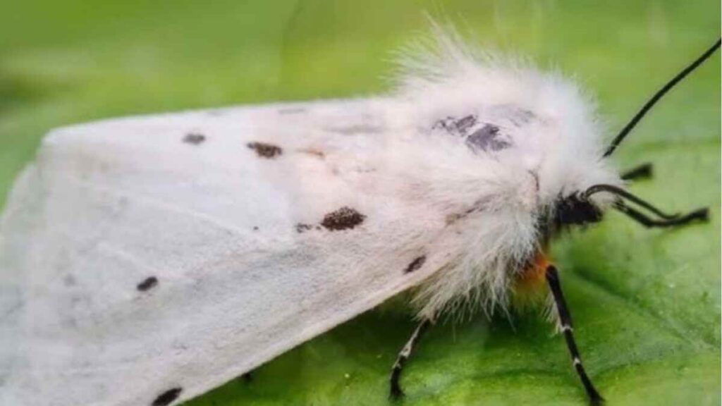 Venezuelan Poodle Moth