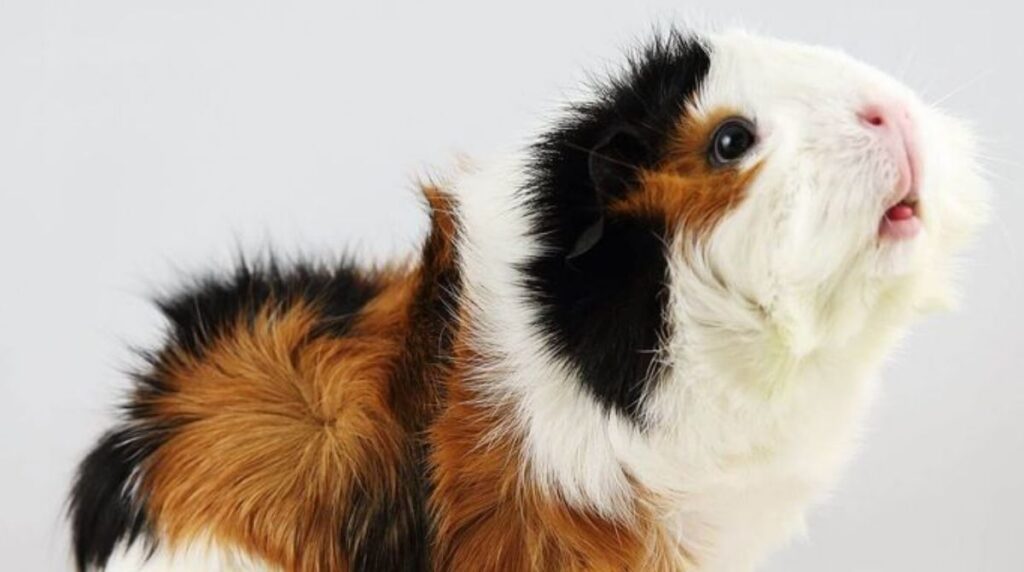 abyssinian guinea pig