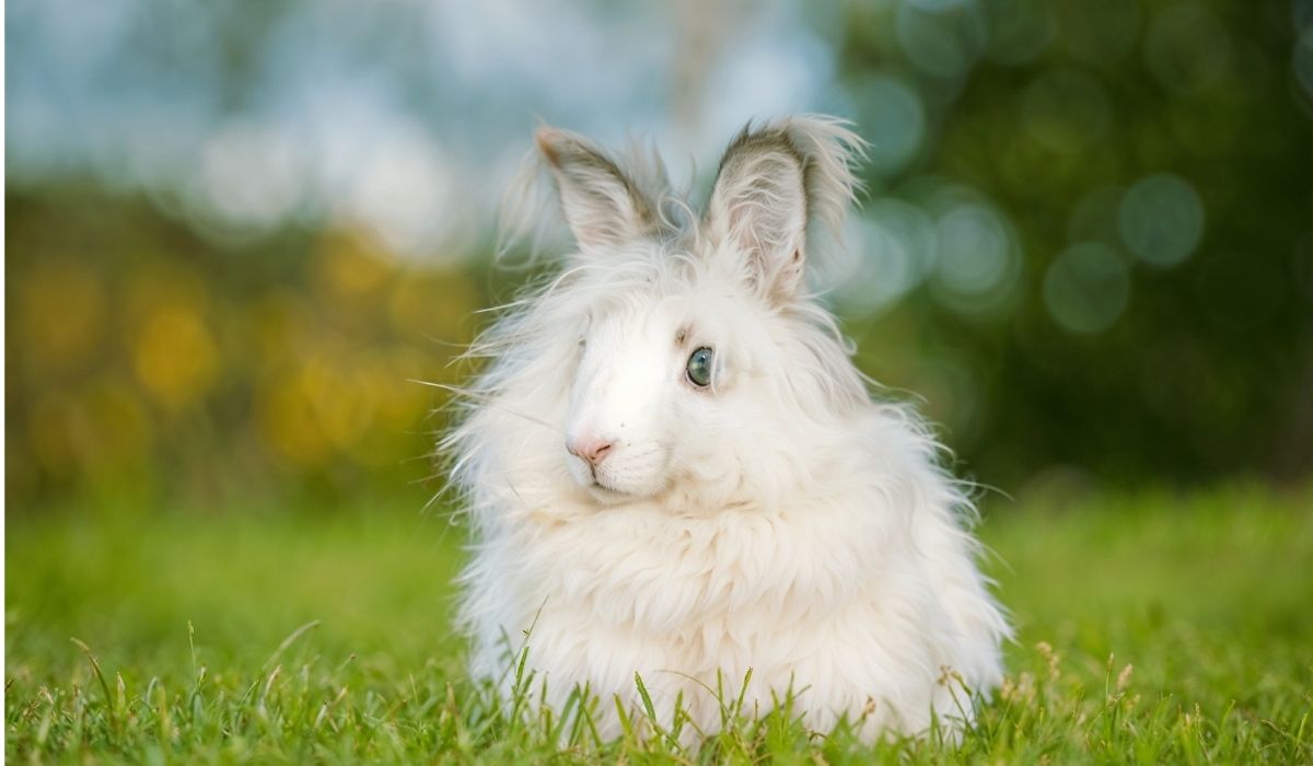 Angora Rabbits Complete Guide Care, Breeds & Wool Production