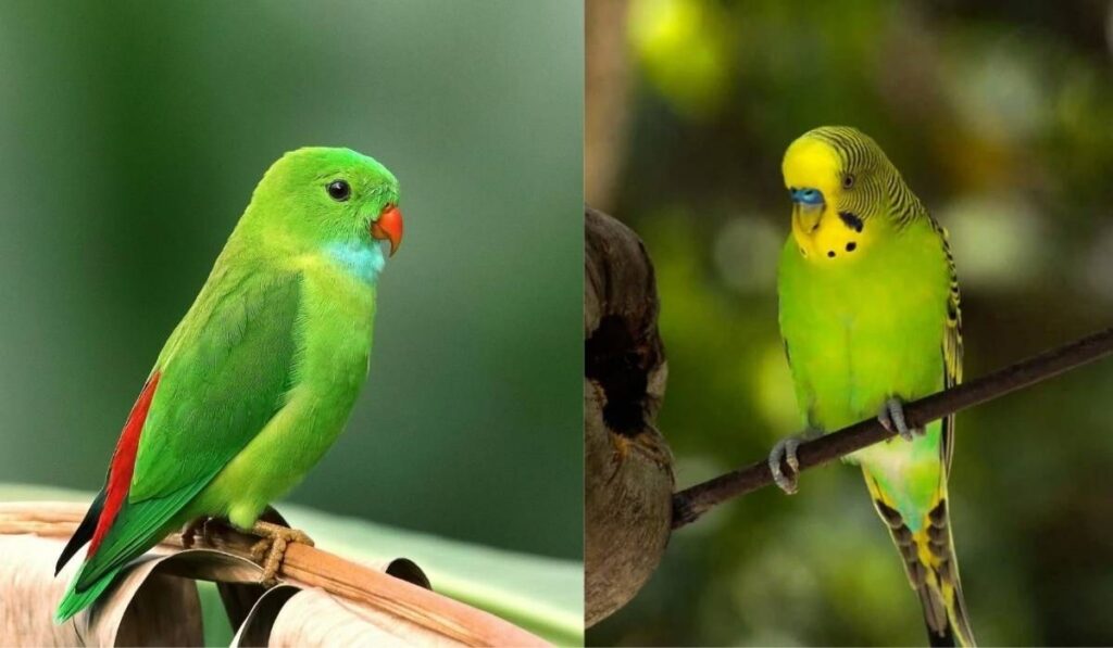 Comparison of a parakeet and a budgie perched on branches.