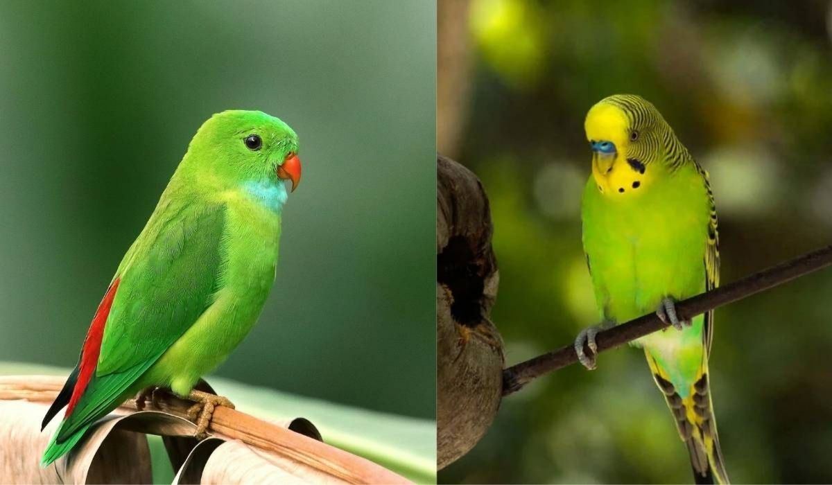 Comparison of a parakeet and a budgie perched on branches.