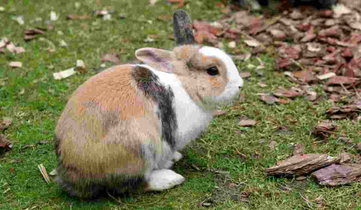 A tricolor baby rabbit with white, brown, and black fur sitting on grass.