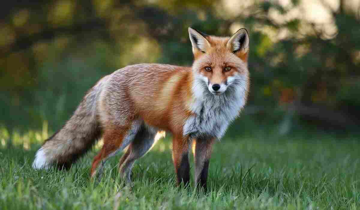 A red fox standing alert in a grassy field with a blurred green background.