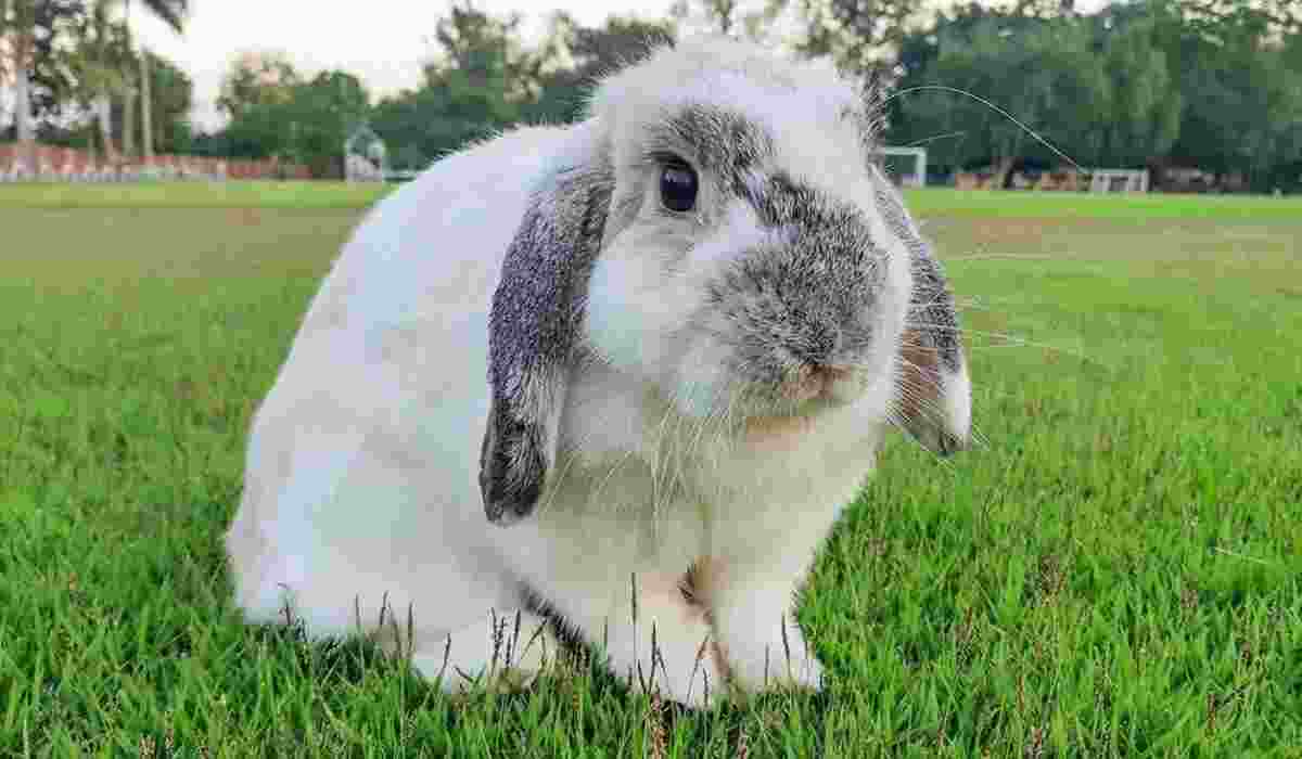 A cute Holland Lop rabbit sitting on green grass in an outdoor park.