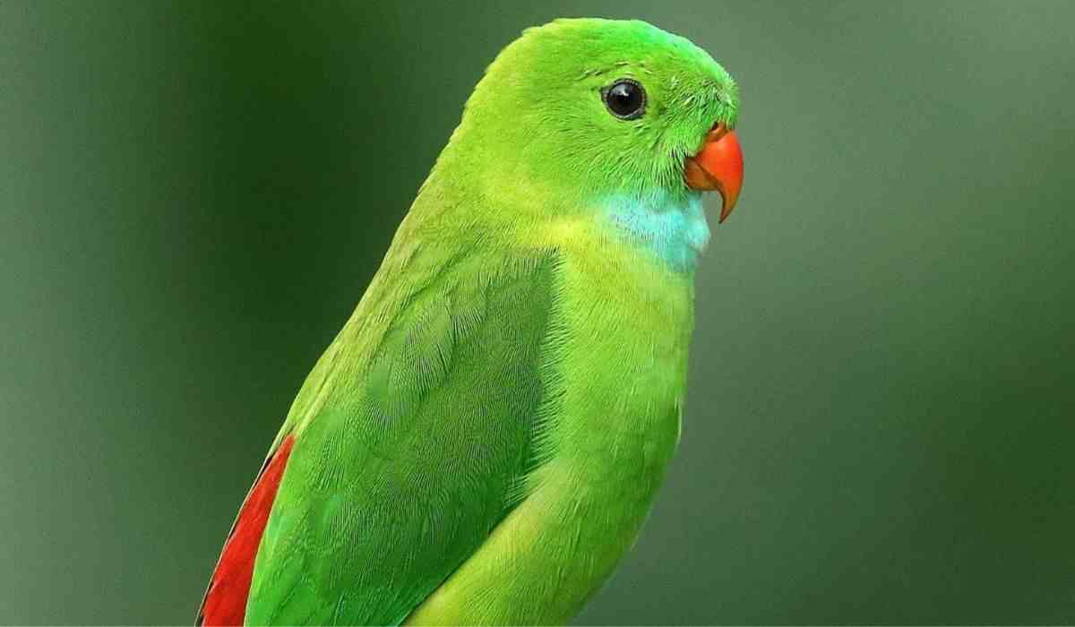 A vibrant green parakeet with a red beak and tail perched against a blurred green background.