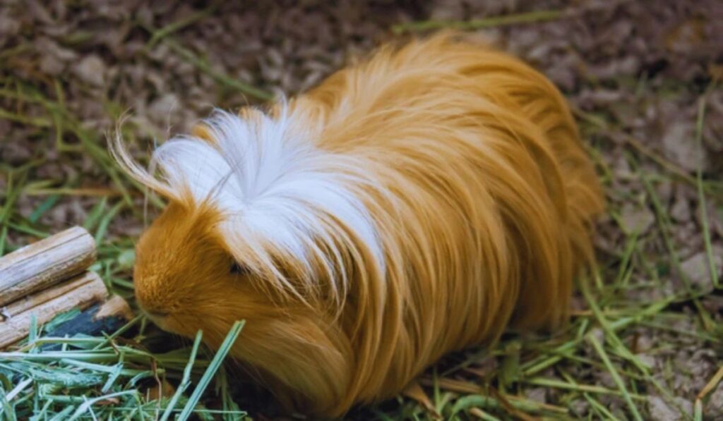 Peruvian guinea pig