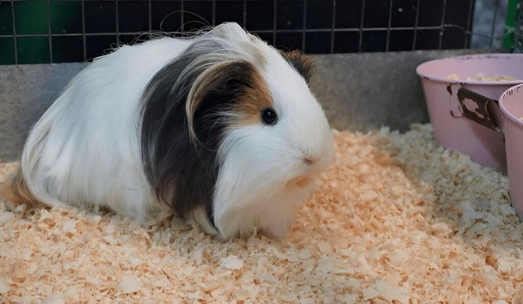 Sheltie Guinea Pig