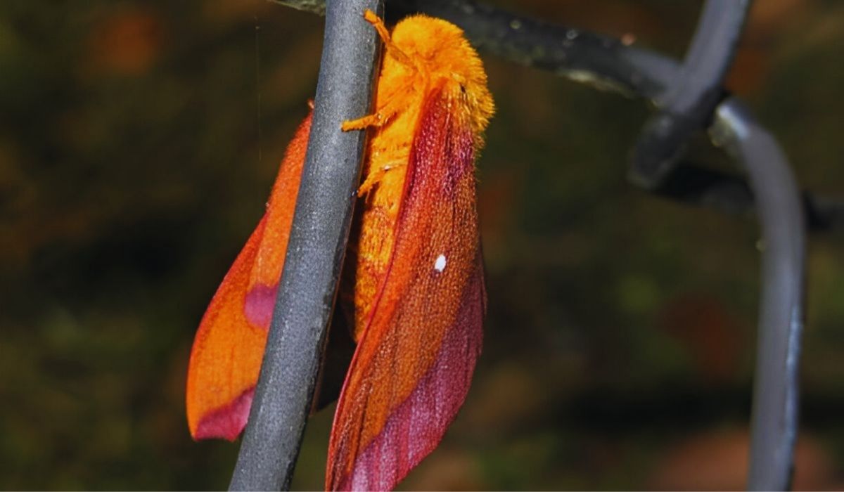 Facts About the Pink Striped Oak worm Moth