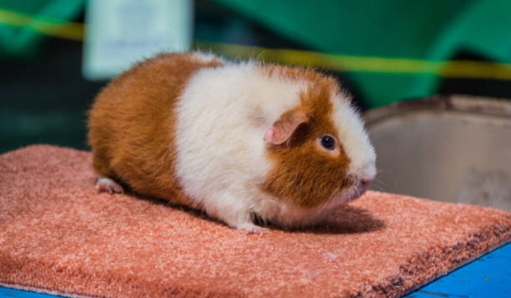 Teddy Guinea Pig