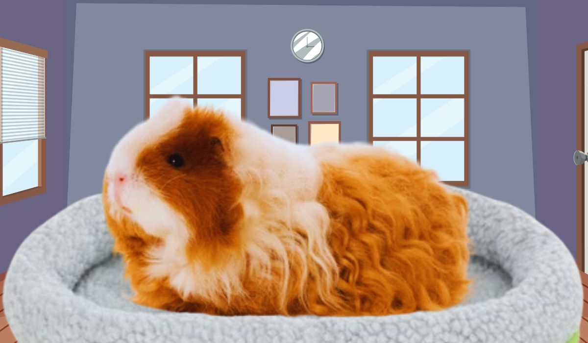 Texel Guinea Pig