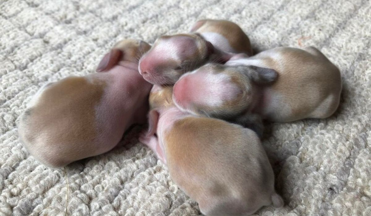  A group of newborn baby rabbits huddled together on a soft surface.