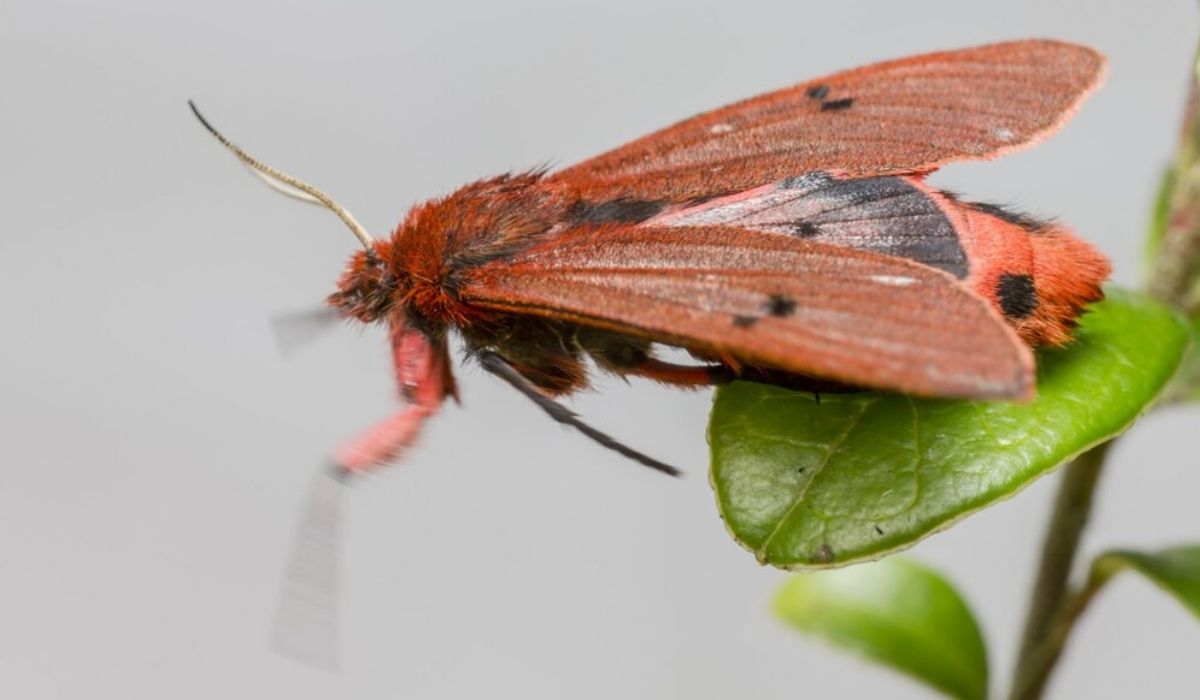 Close-up of a pink-striped oak worm moth resting on a green leaf.