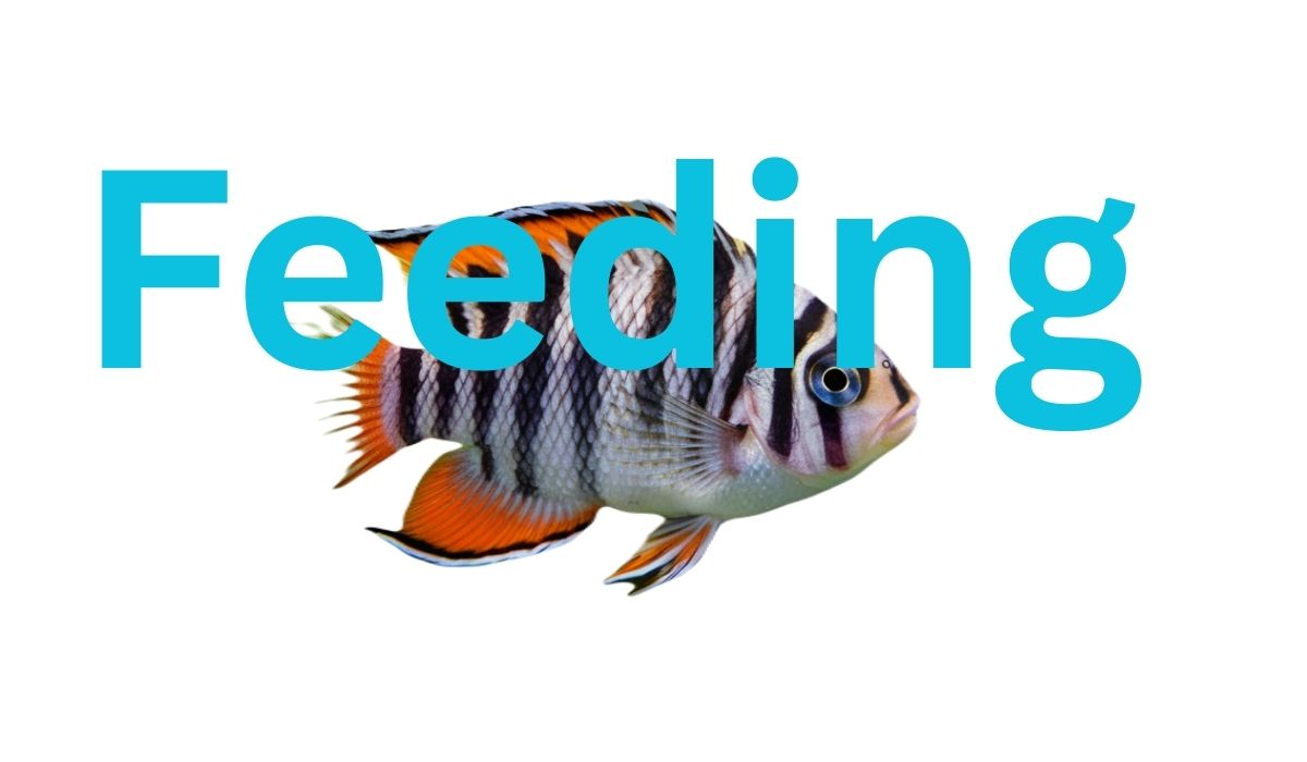 Tropical fish with the word 'Feeding' over it