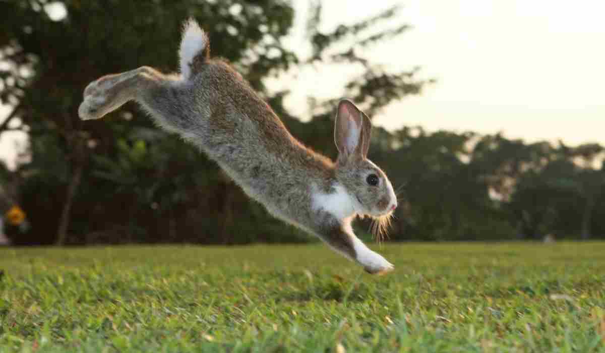 Rabbit jumping high over green grass in a garden.