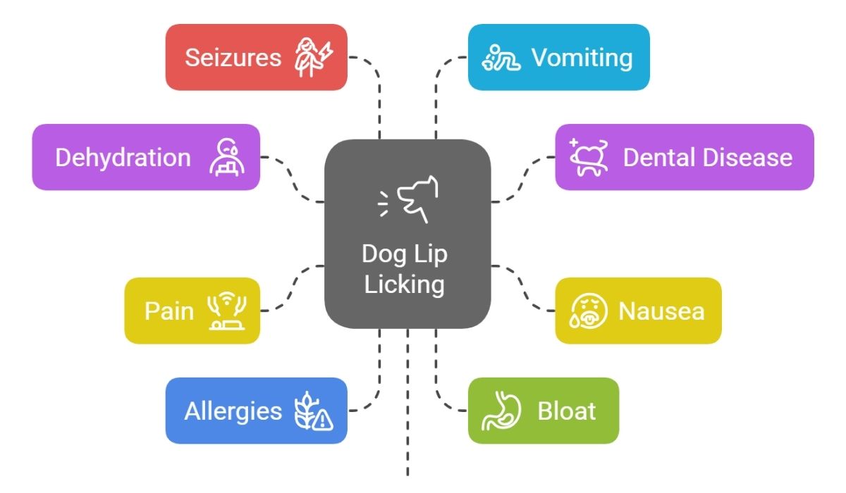 Dog lip licking causes chart showing health issues like nausea, pain, and dental disease.