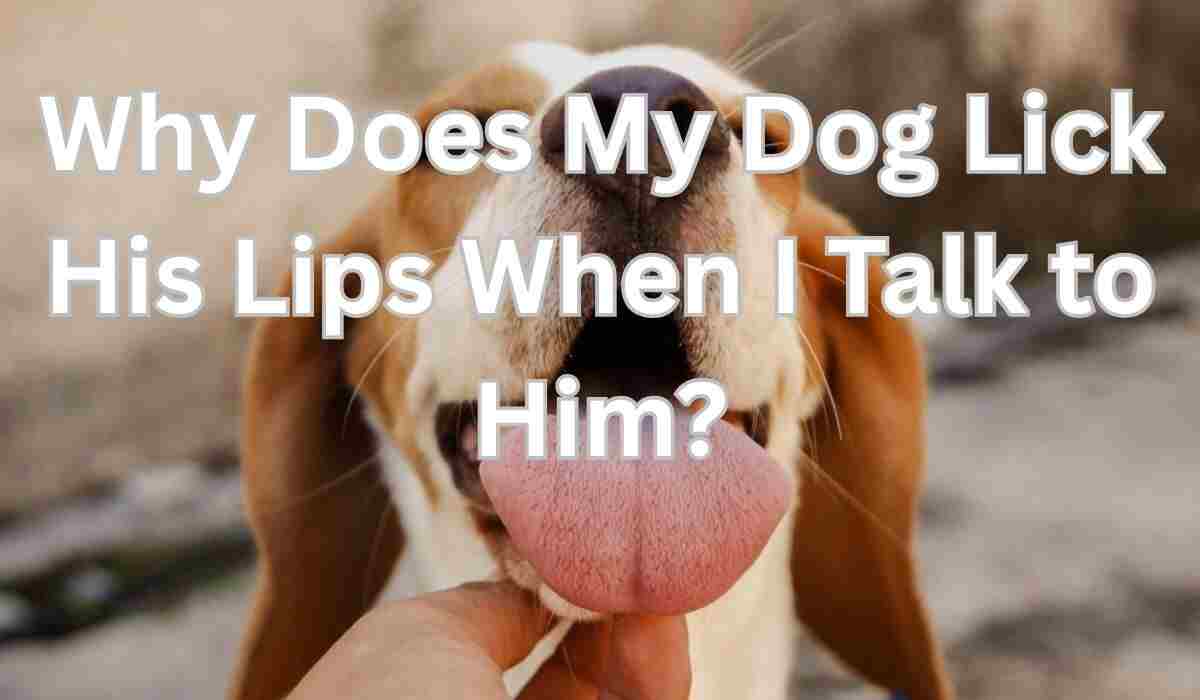 Dog licking lips while looking at owner