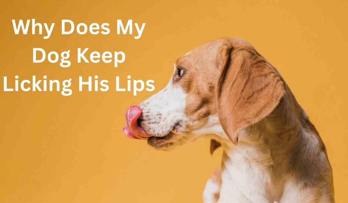 Why Does My Dog Keep Licking His Lips