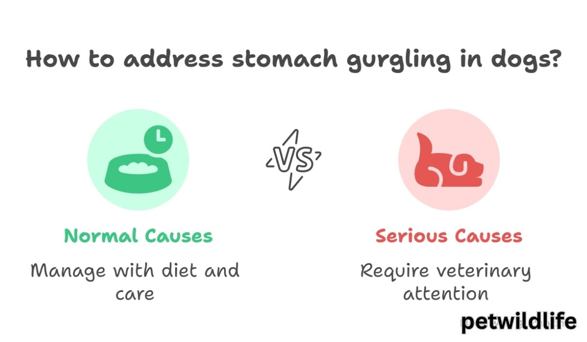 Normal vs serious causes of stomach gurgling in dogs with icons and advice.
