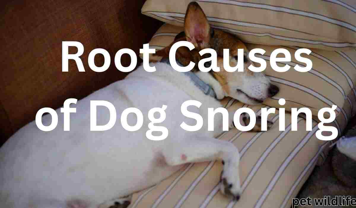 Dog sleeping on striped pillow with text "Root Causes of Dog Snoring