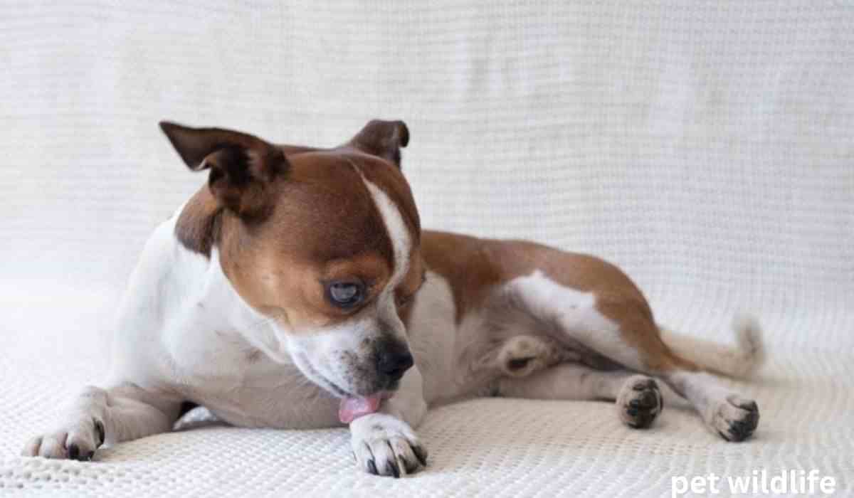 why do dogs lick their paws