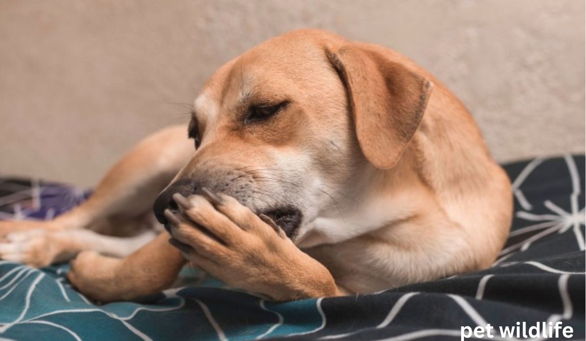 Why do dogs lick their paws treatment